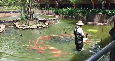 Paisible promenade avec des poissons japonais