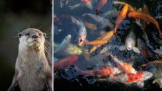 Loutre contre carpes koï : le combat qui tient le Canada en haleine