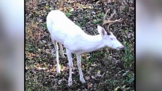 Un chasseur repère un grand cerf blanc – « C’était comme de voir un fantôme »