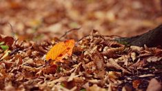 Automne : les feuilles mortes… ne les brûlez pas