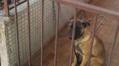 Maisons-Alfort : un chiot malinois enchaîné sur un balcon d’un immeuble