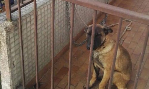 Un chiot malinois de 4 mois enchaîné  sur un balcon. (Capture d'écran MesOpinions)