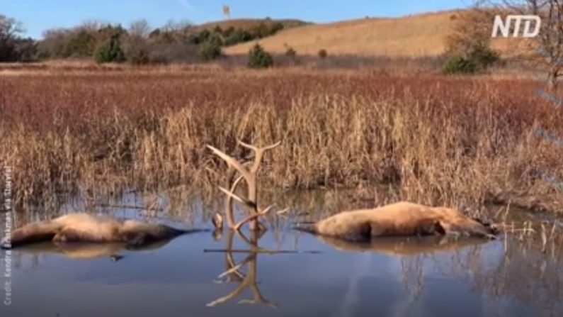 Une vidéo montre deux wapitis mâles morts avec leurs cornes embriguées, dans le comté de Garfield, Neb. le 27 octobre 2018. (Kendra Brinkman via Storyful)