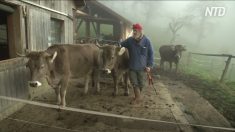 Les agriculteurs suisses divisés sur le vote en faveur des vaches à cornes