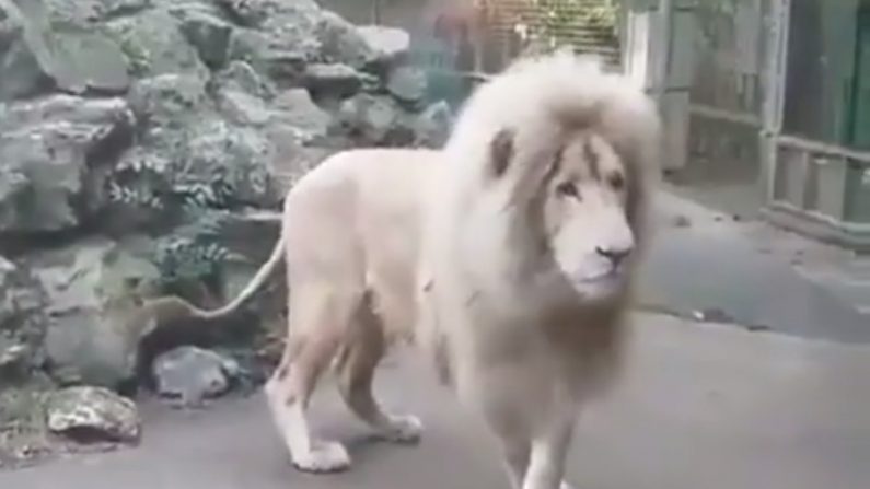 Un lion intrigué par des bulles de savon