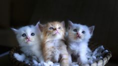 Une start-up propose à la location des chatons et des chiots