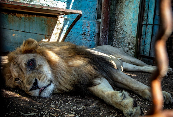 Albanie. Le zoo de l'enfer" ferme ses portes. (Capture d’écran Tweeter@quekahlo)