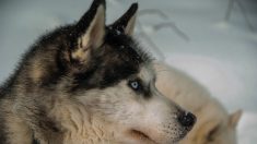 Une équipe vient au secours d’un husky coincé sur la paroi d’une falaise