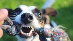 Espagne – Un homme violente sa compagne, et pour la défendre son chien l’attaque