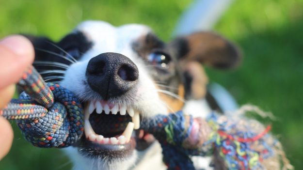 Espagne – Un homme violente sa compagne, et pour la défendre son chien l’attaque