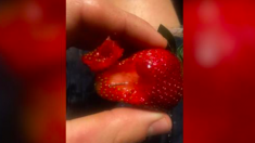 Une femme accusée pour le scandale de contamination de fraises à l’aiguille en Australie