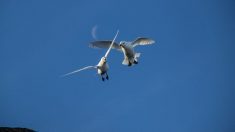 Le pétrel des neiges, sentinelle du changement climatique en Antarctique