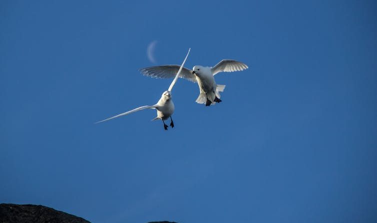 Le pétrel des neiges, oiseau marin vivant en Antarctique, peut vivre jusqu’à l’âge de 50 ans. (Christophe Sauser, CC BY-NC-ND)