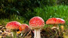 Trois personnes hospitalisées en urgence après avoir mangé des champignons toxiques