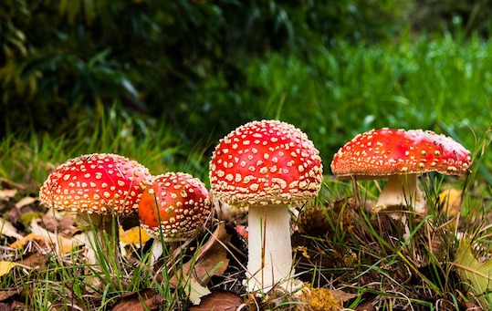 Champignons Amanites tue-mouches. (Photo Pixabay)