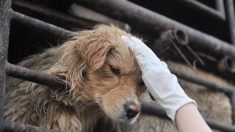 Vidéo : des cyclistes sauvent un chien attaché à un arbre dans la forêt