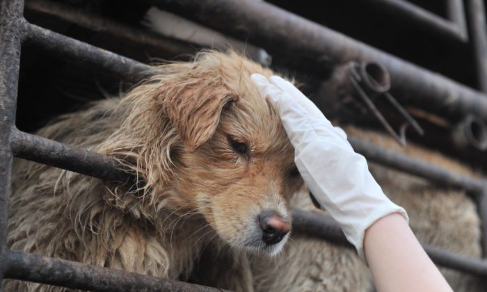 Une photo d'illustration d'un chien (STR/AFP/Getty Images)