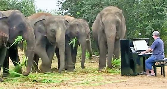 Le pianiste de musique classique Paul Barton joue pour les éléphants rescapés en Thaïlande