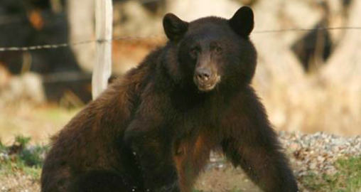 Un ours noir de Californie erre à Three Rivers, Californie, le 23 octobre 2015. (Brian Melley/AP Photo)