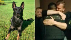 Un chien policier est tombé lors d’une fusillade dans un centre commercial en Floride