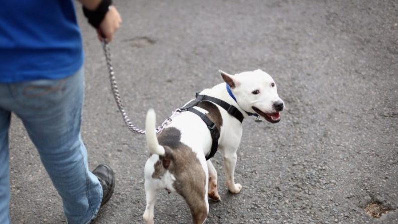 Un terrier se fait promener au Battersea Dogs Home à Londres, le 2 août 2010. (Dan Kitwood/Getty Images)