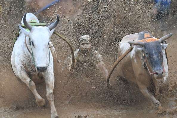 -Un jockey indonésien monte deux taureaux avec une charrette lors d'une course traditionnelle appelée « pacu jawi» à Pariangan, dans la régence de Tanah Datar, à Sumatra Ouest, le 1er décembre 2018. Photo ADEK BERRY / AFP / Getty Images.