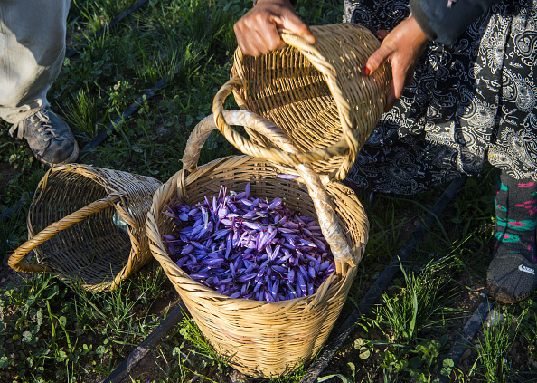 -Les producteurs marocains traditionnels de safran de Taliouine, pour lesquels les méthodes de culture n'ont pas changé depuis des siècles et peuvent se vendre à trois euros par gramme, tentent de protéger leurs épices rares et précieuses. Photo de FADEL SENNA / AFP / Getty Images.