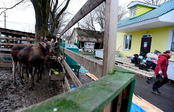 -Les orignaux mangent dans leur enclos à Veles, un refuge pour animaux sauvages dans le village de Rappolovo, près de Saint-Pétersbourg, le 19 novembre 2018. Photo OLGA MALTSEVA / AFP / Getty Images.