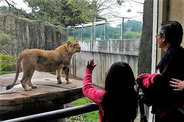 -Illustration-Les usagers du zoo regardent par la fenêtre un lion d'Afrique dans une grotte rénovée dans le zoo de San Francisco. Photo par Justin Sullivan / Getty Images.