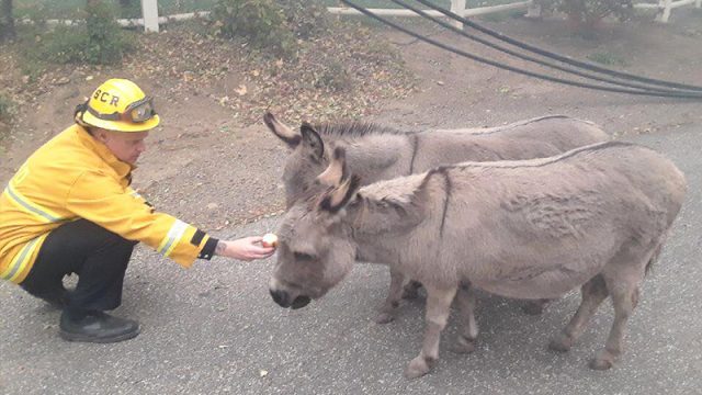 Des pompiers aidant des ânes