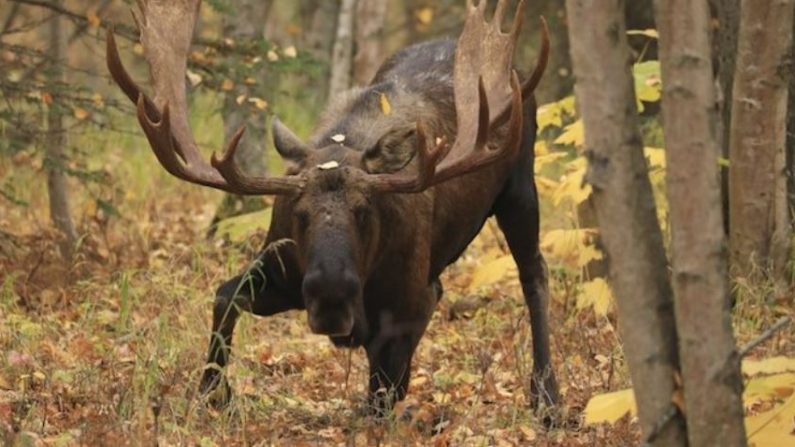 Un élan mâle adulte commence à se tenir debout dans la forêt au parc Kincaid à Anchorage, en Alaska, le 2 octobre 2018. (Dan Joling, Dossier)