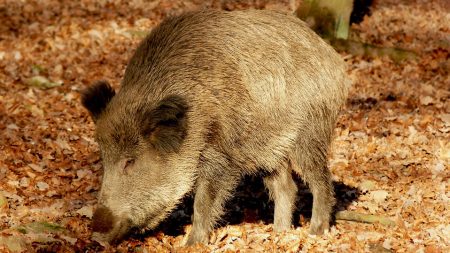 Meurthe-et-Moselle : alerte aux sangliers porteurs d’une maladie hautement contagieuse – protégez vos chiens