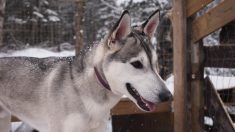 Tit-Nook risquait l’euthanasie – un homme lui donne une 2e chance qui lui permet de vivre une vie de rêve pour un husky