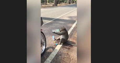 Un singe qui sait profiter des touristes