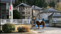 Il va récupérer son permis de conduire à la gendarmerie… à cheval