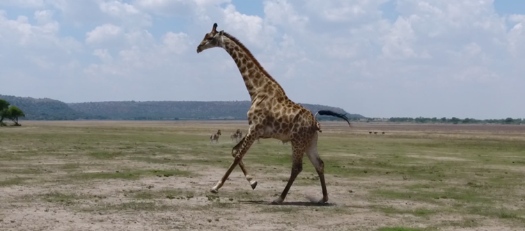 Course dans la savane. (Auteure, Author provided)