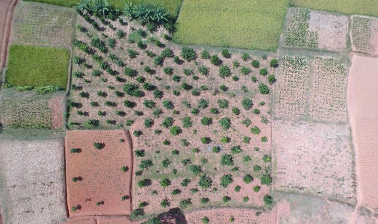 
Parcelles agroforestières dans la région d'Itasy, à Madagascar. (LRI/Université d'Antananarivo)
