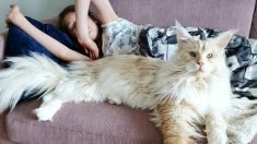 Un chat géant Maine coon enthousiasme internet avec sa fourrure hors norme