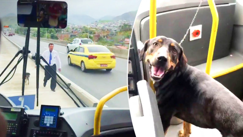 Au milieu de l'autoroute, ce chien aurait pu se faire écraser. 