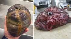 Un chalutier de haute mer photographie des poissons « extraterrestres » tirés des profondeurs de l’océan