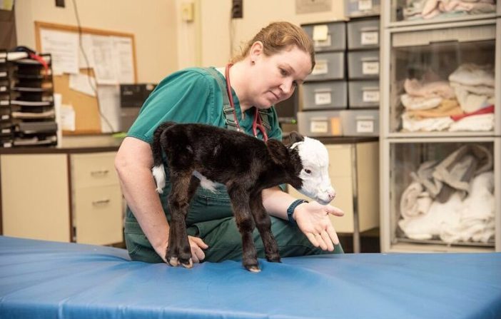 Lil Bill est peut-être la plus petite vache du monde (Mississippi State University College of Veterinary Medicine/Facebook)