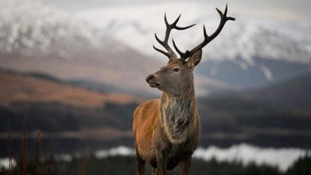 L’Écosse cherche à punir une présentatrice télé et chasseuse américaine