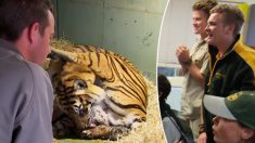 Lors d’une double naissance exceptionnelle, une maman tigre de Sumatra sauve un de ses petits en le léchant