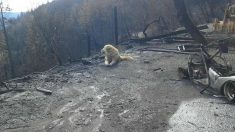 Un chien fidèle attend sa maîtresse devant leur maison calcinée