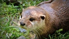 Pourquoi faut-il résister à l’envie d’adopter une loutre « de compagnie » ? Un trafic dramatique à cause d’une mode sur Internet