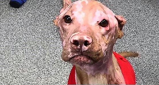 Justice, un pit-bull terrier américain, a été horriblement brûlé et abandonné à errer dans les rues. Le refuge pour animaux de Shelbyville et IndyVet ont ramené la santé à Justice. (Shelbyville/Shelby County Animal Shelter/Facebook)