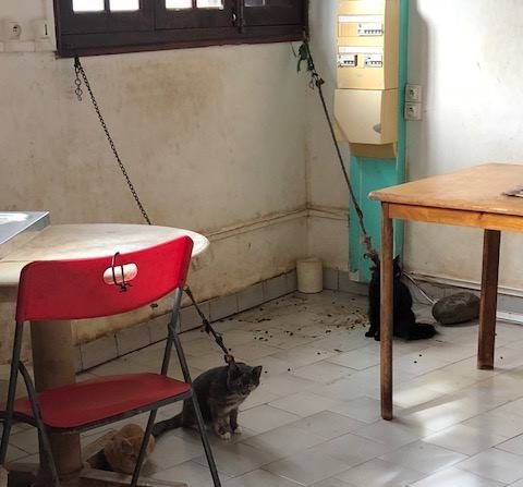 Acte de cruauté : des chats enchaînés sur une terrasse d'une maison abandonné  en Guadeloupe. (Capture d'écran Facebook/Eragon Cecil Guadada) 