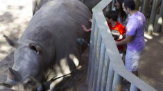 Une enfant blessée après être tombée dans un enclos de rhinocéros au zoo Brevard en Floride