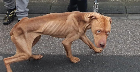 Ce chien, un Staffordshire terrier américain âgé d'environ trois ans, a été abandonné par son propriétaire. (Capture d’écran Facebook Marina Agranate)