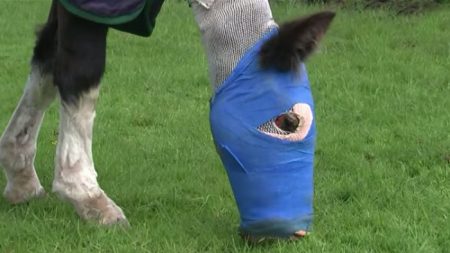 Un cheval brûlé dans une attaque à l’acide reçoit un traitement en peau de poisson, le premier en son genre